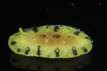 Media type: image;   Malacology 393878 Description: live specimen;